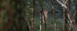 Virginie Ledoyen, Aitana Sanchez-Gijon -Bosque de sombras-