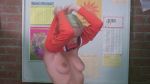 Cheryl Smith -The Pom Pom Girls-